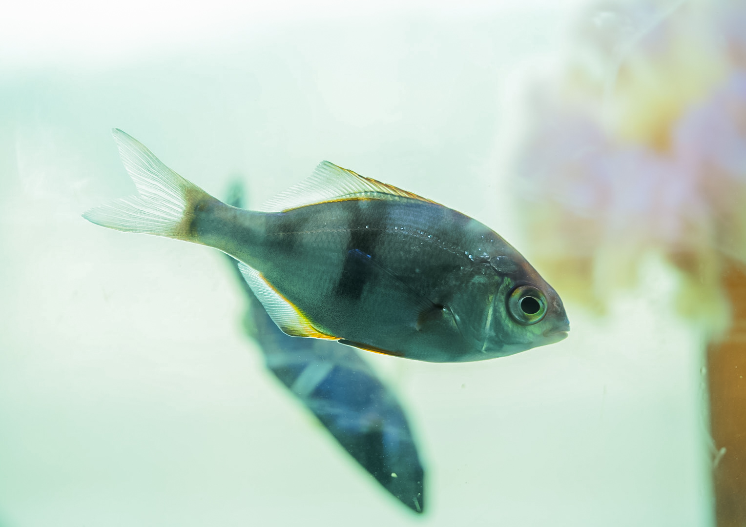 Pile Perches (juveniles)