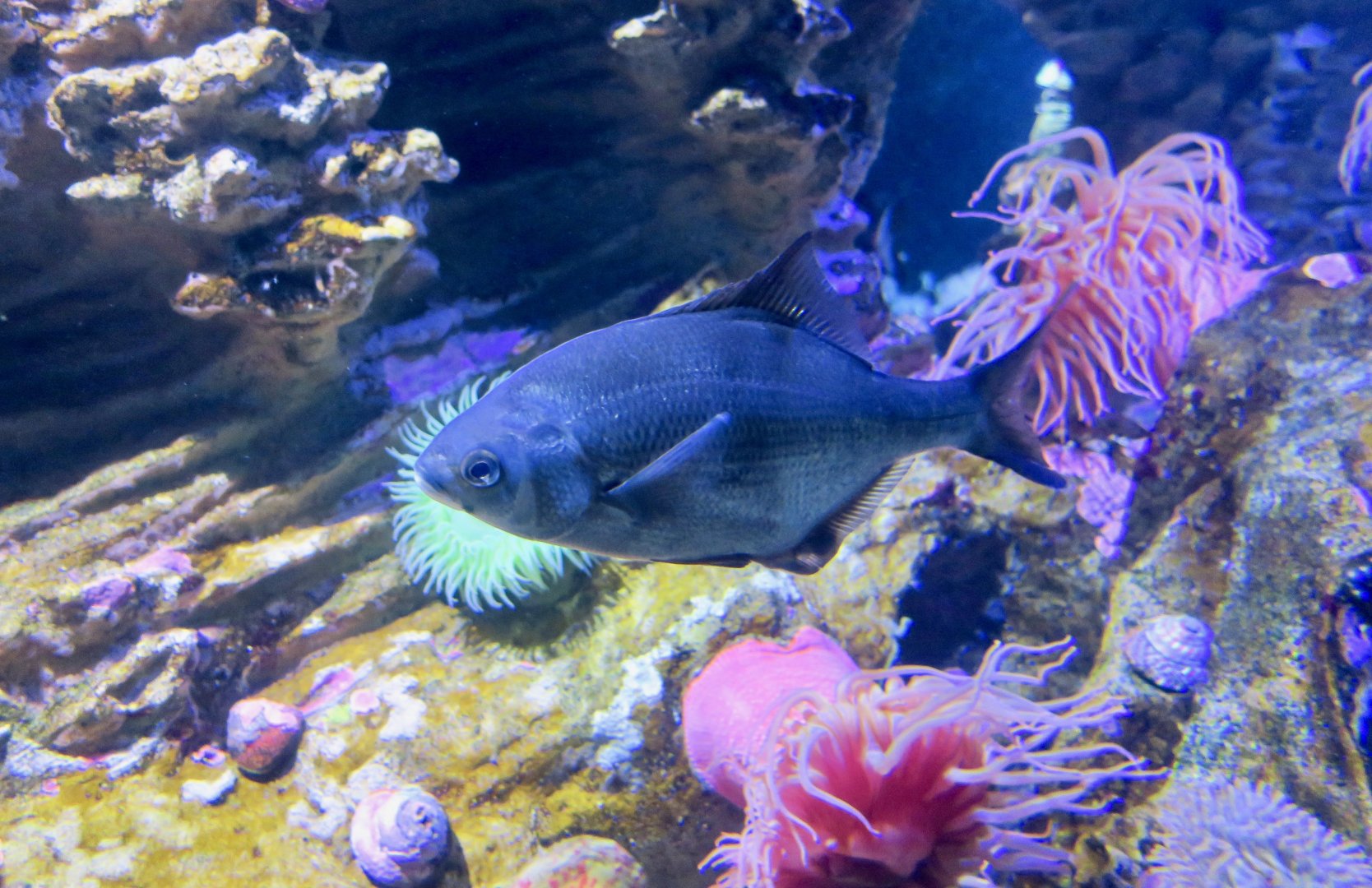 Pile Surfperch (Rhachochilus vacca)