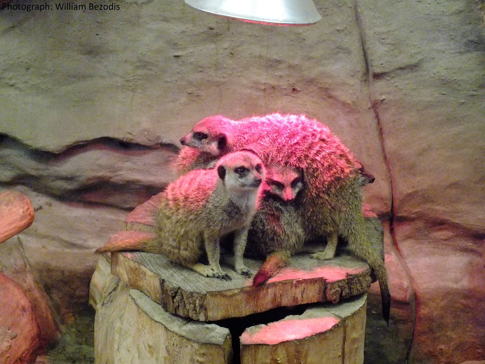 Pile-up for the heat lamp