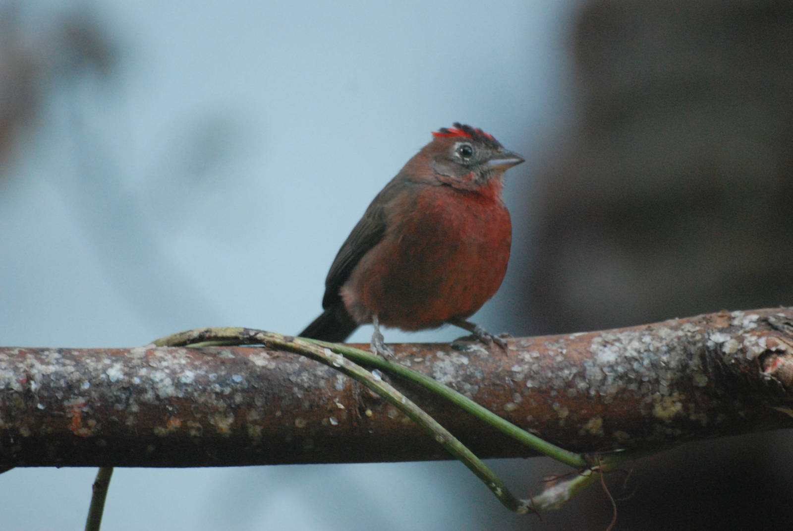 Pileated Finch at Barcelona, 30/05/11