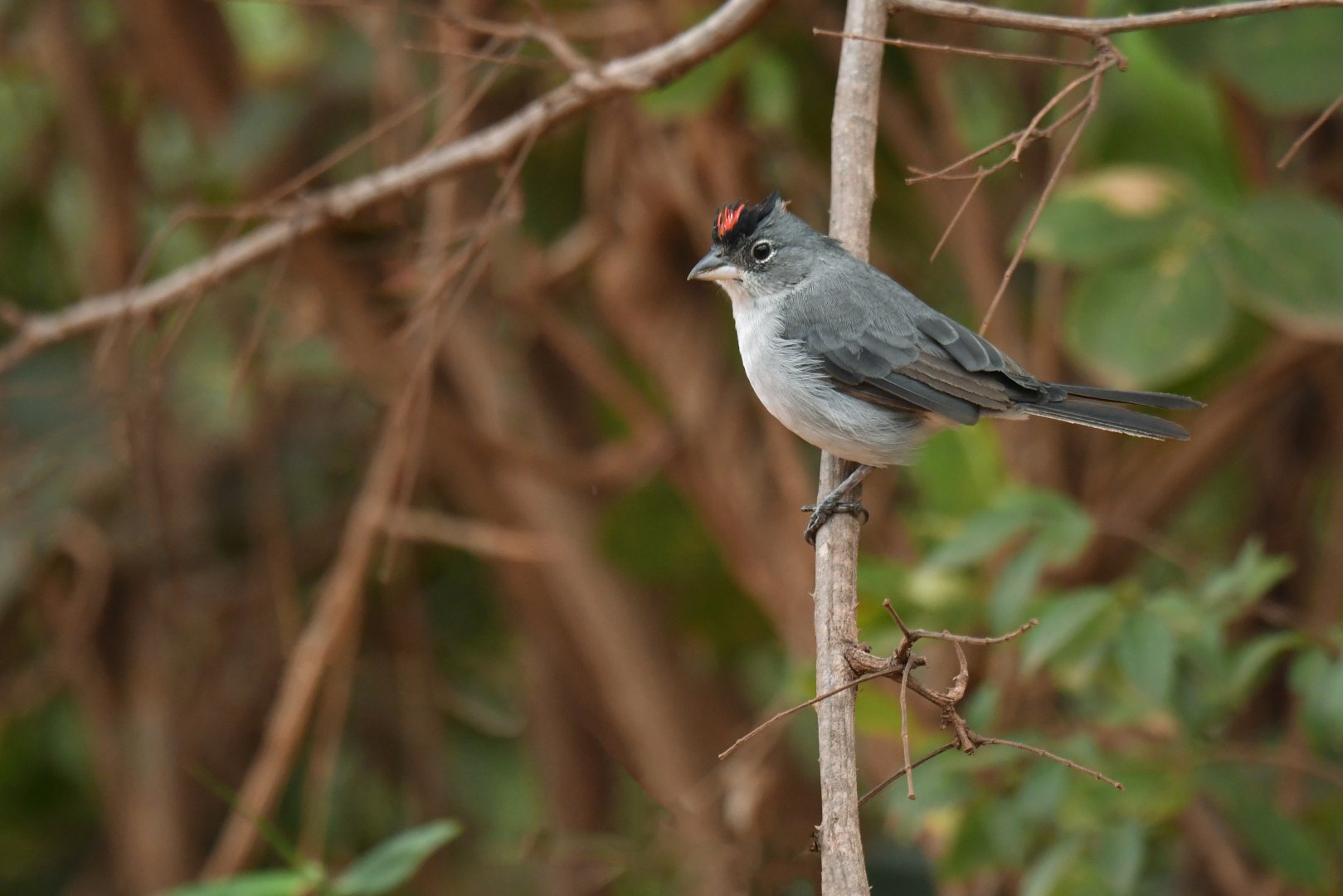 Pileated Finch Coryphospingus pileatus