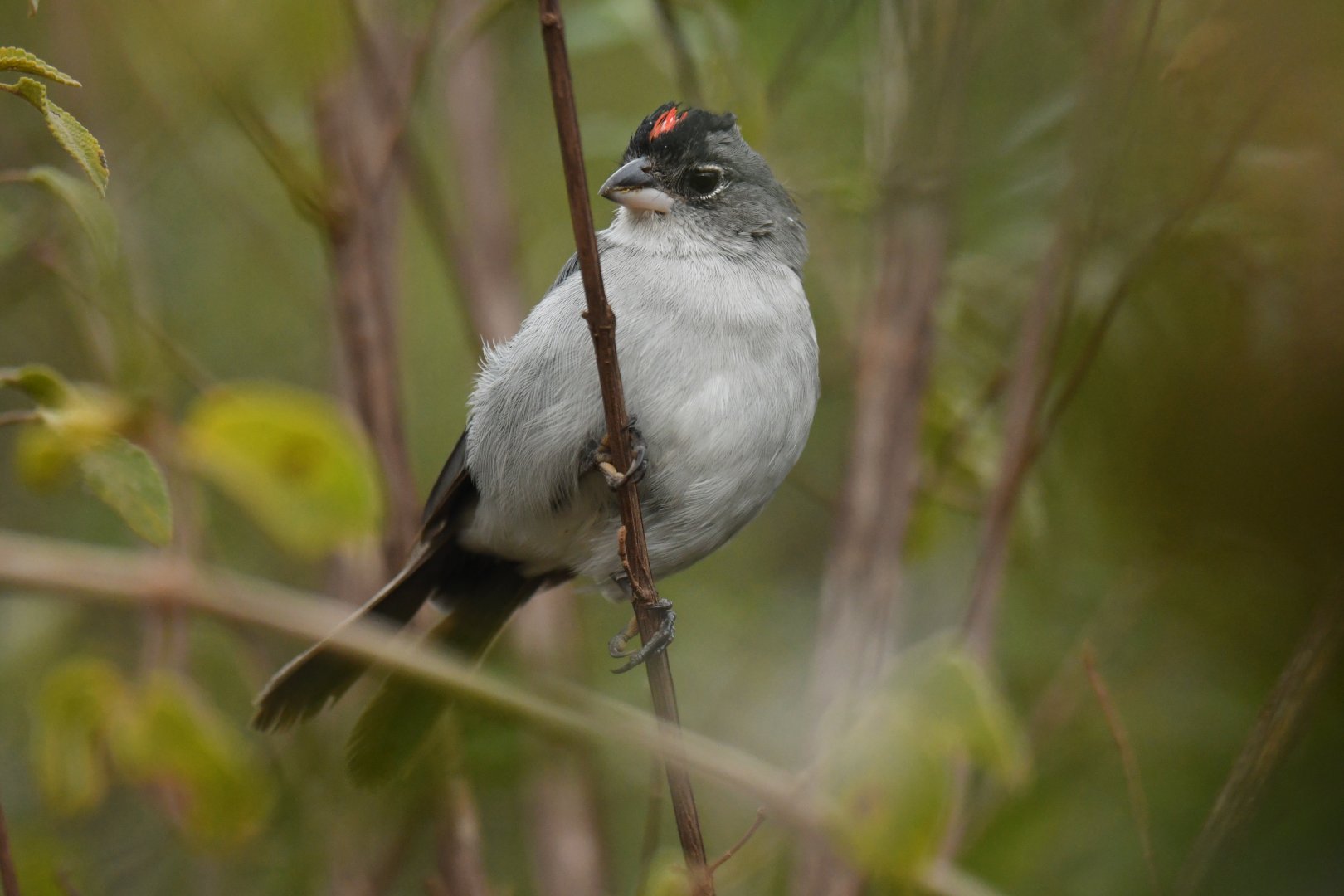 Pileated Finch Coryphospingus pileatus