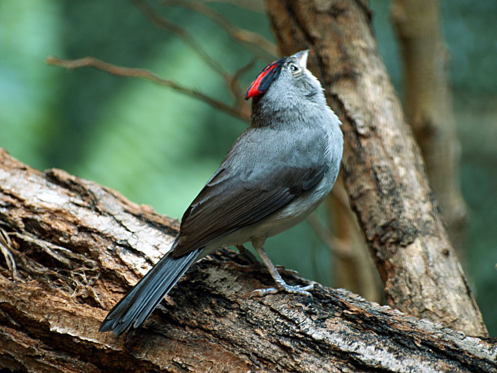 Pileated finch