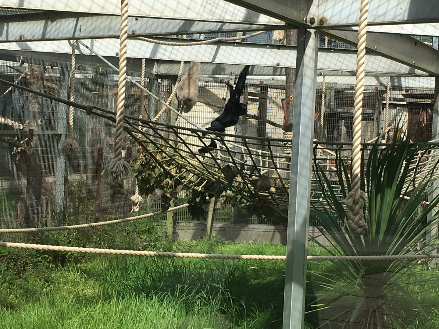 Pileated gibbon 040817
