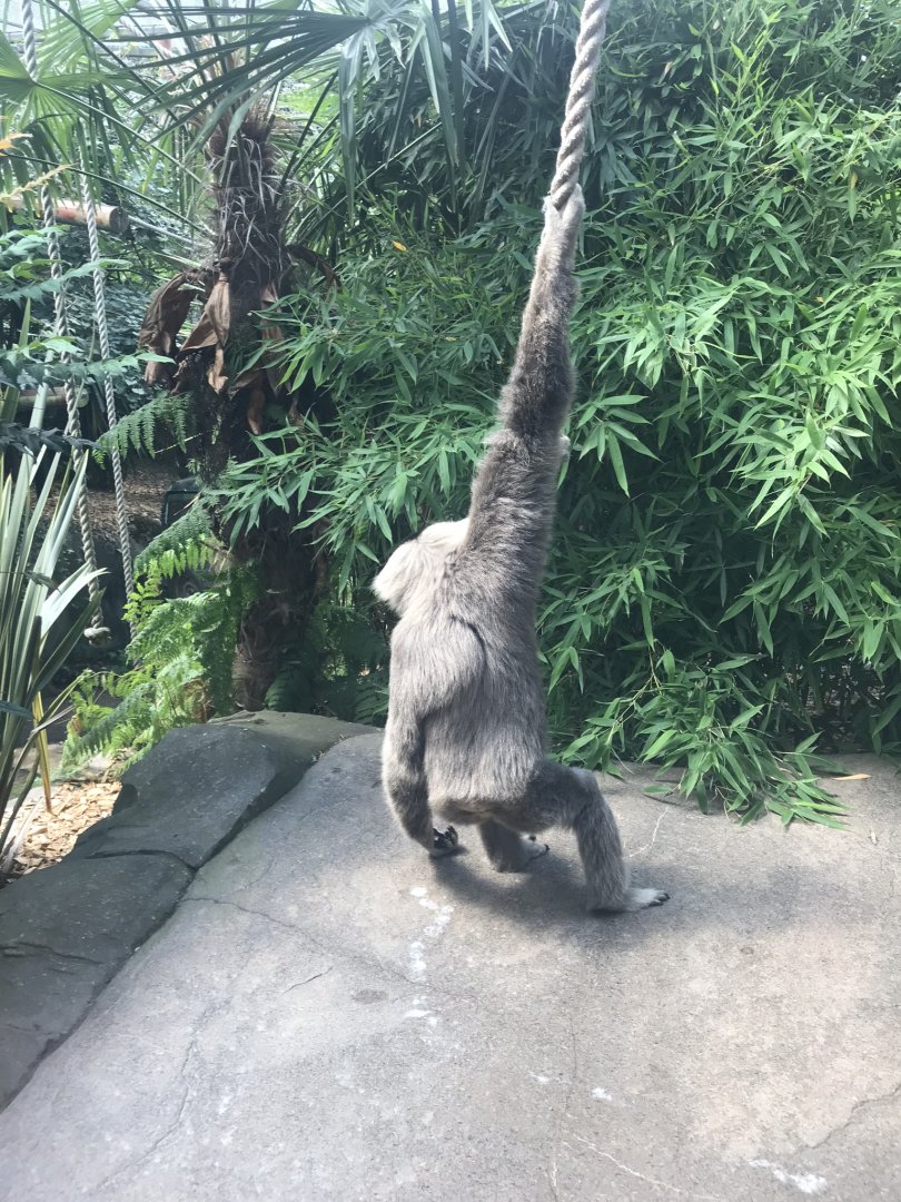 Pileated gibbon 050819