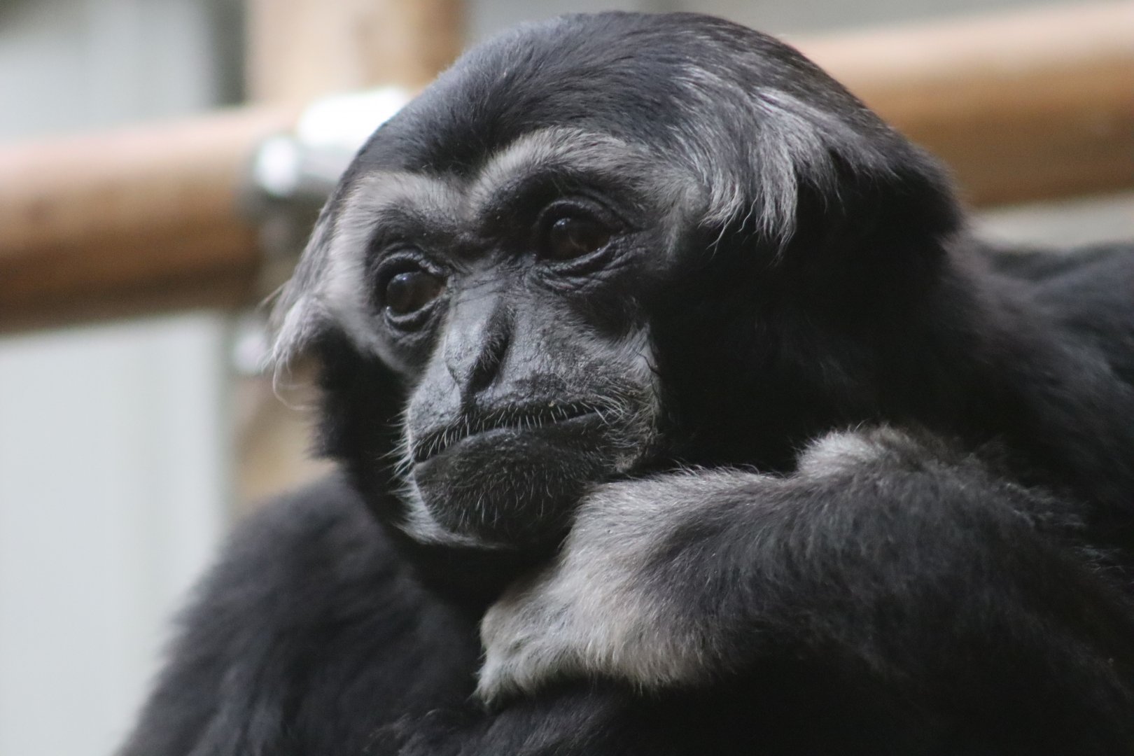Pileated Gibbon - 20 June 2024