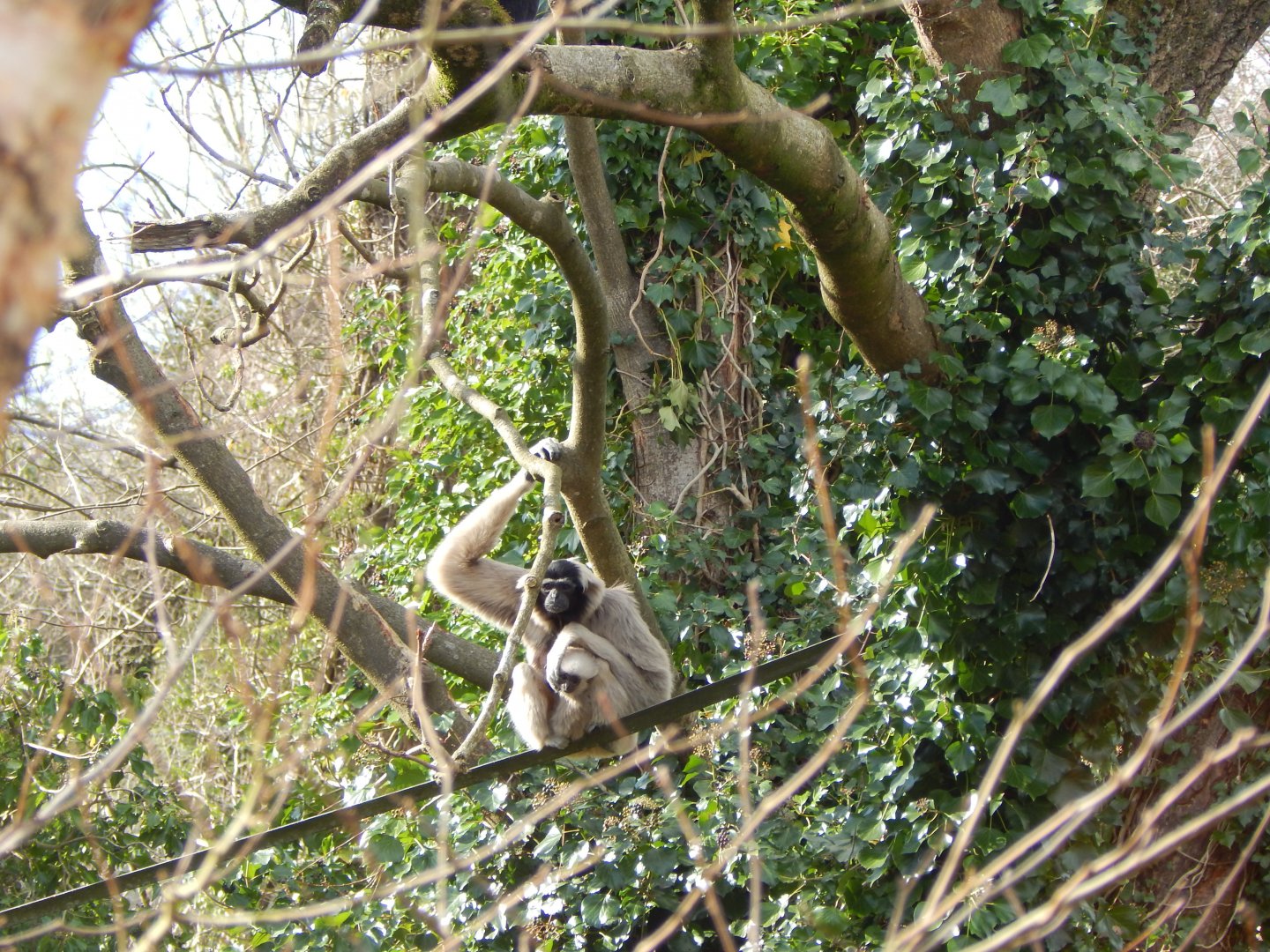 Pileated gibbon 240222