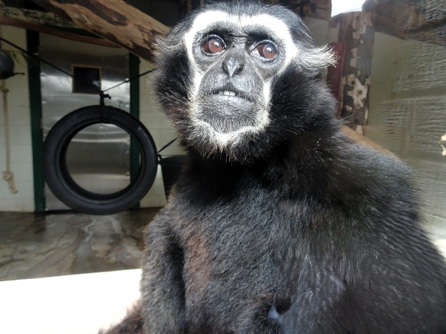 Pileated Gibbon 31 August 2025