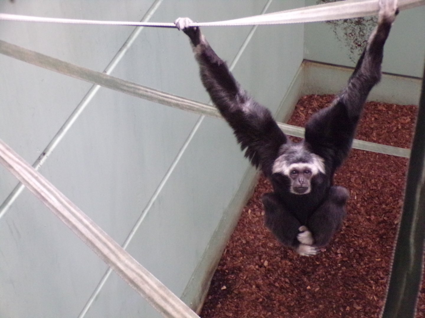 Pileated gibbon 7.7.24