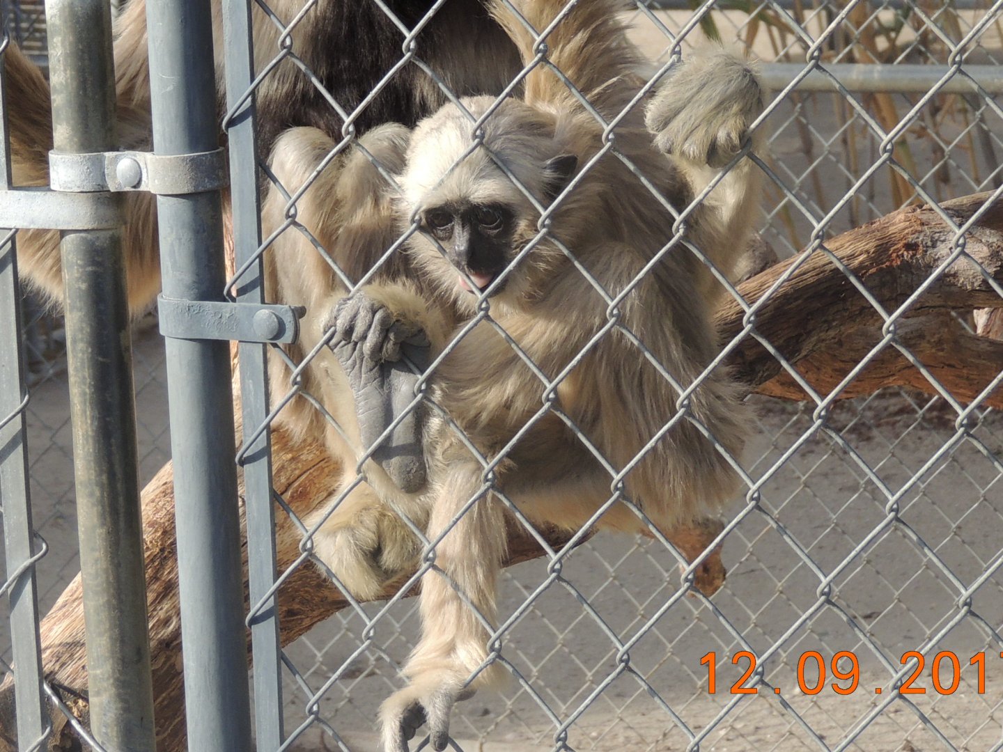Pileated Gibbon (8)