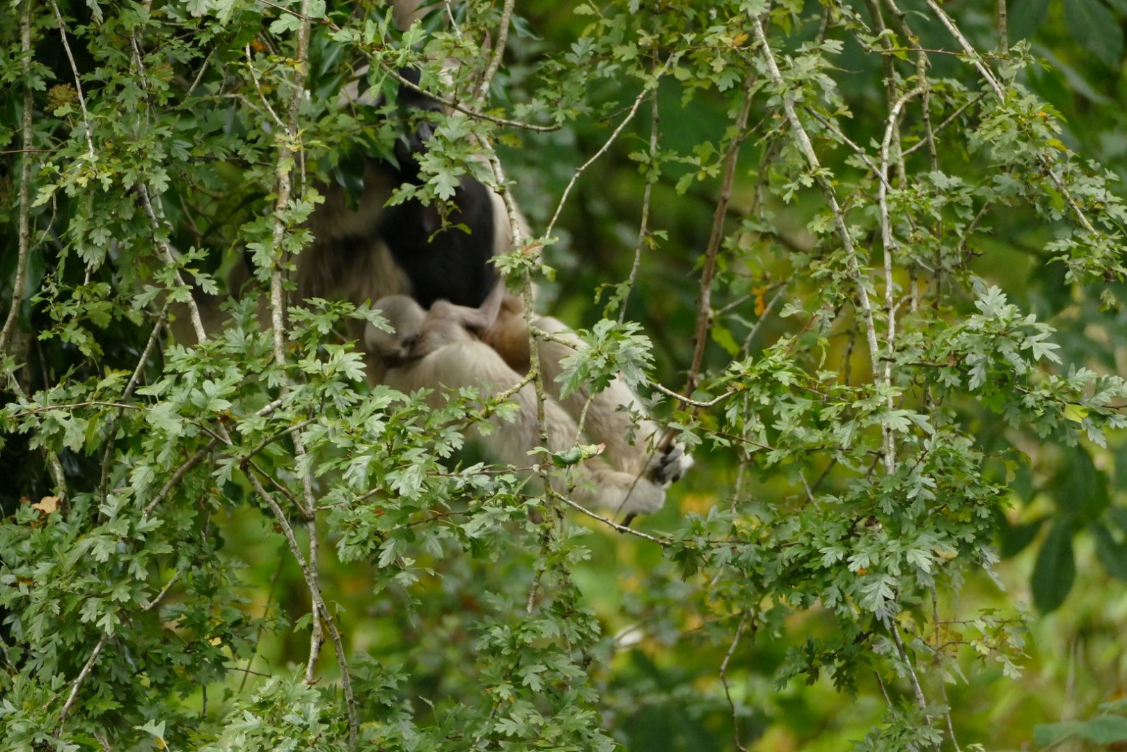 Pileated gibbon and baby, 28 October 2021
