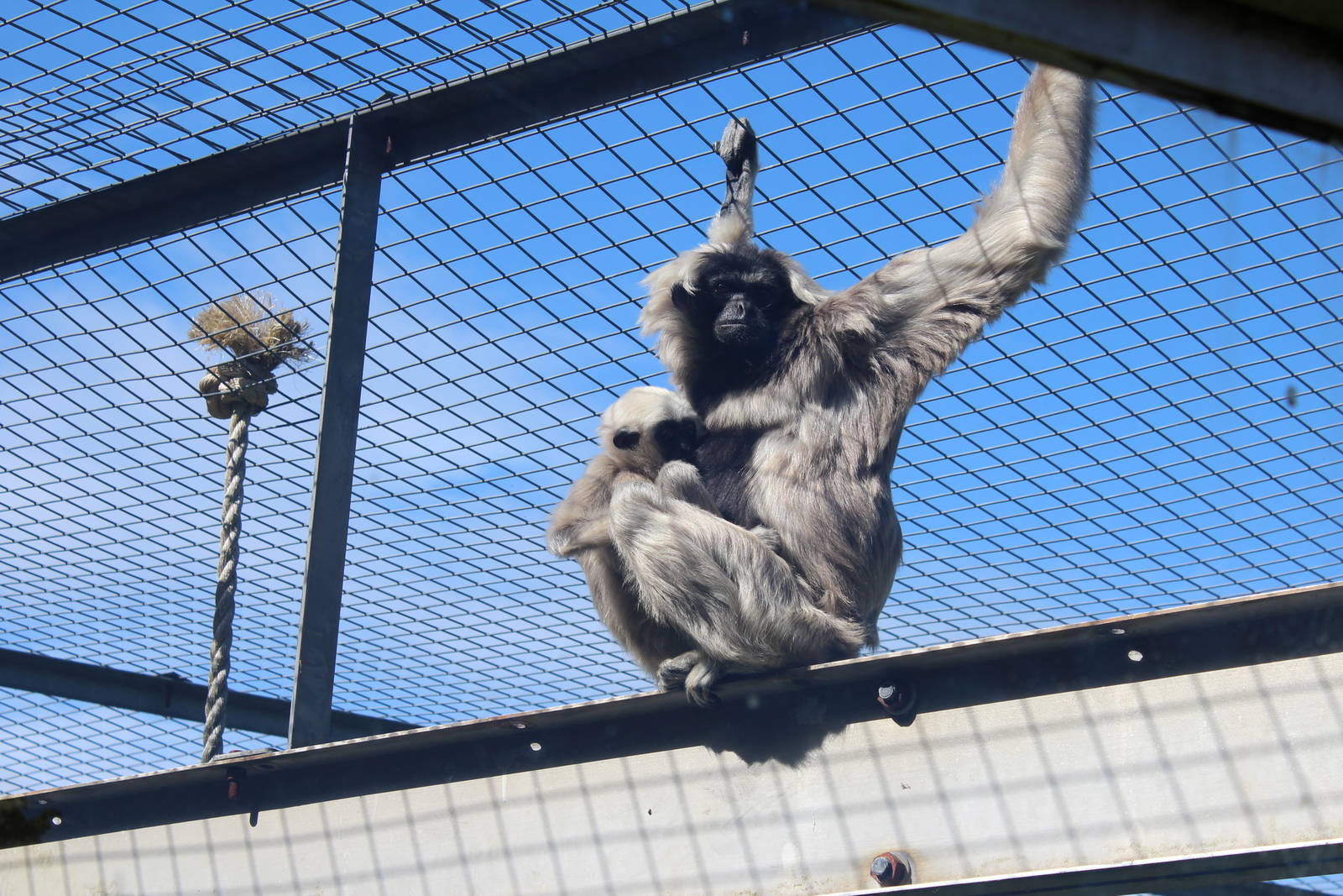 Pileated Gibbon and baby - 31 May 2015