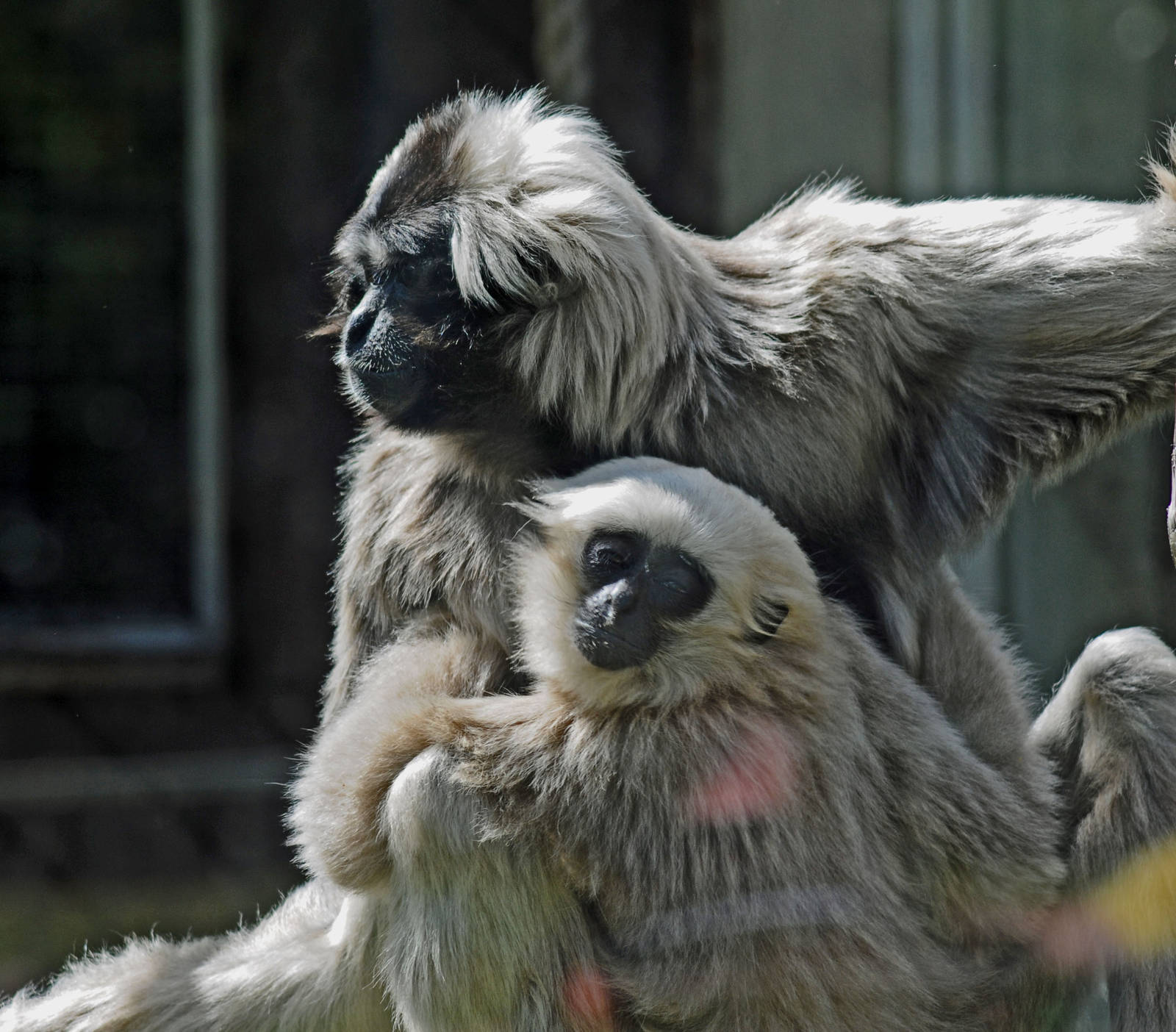 PILEATED GIBBON AND BABY