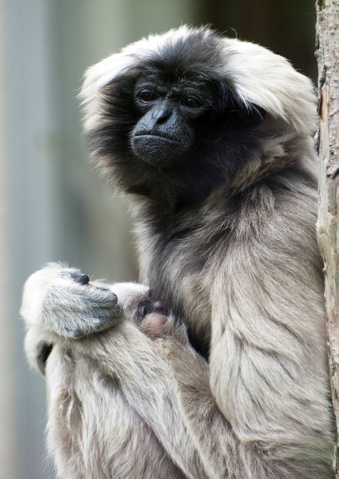 Pileated gibbon and baby