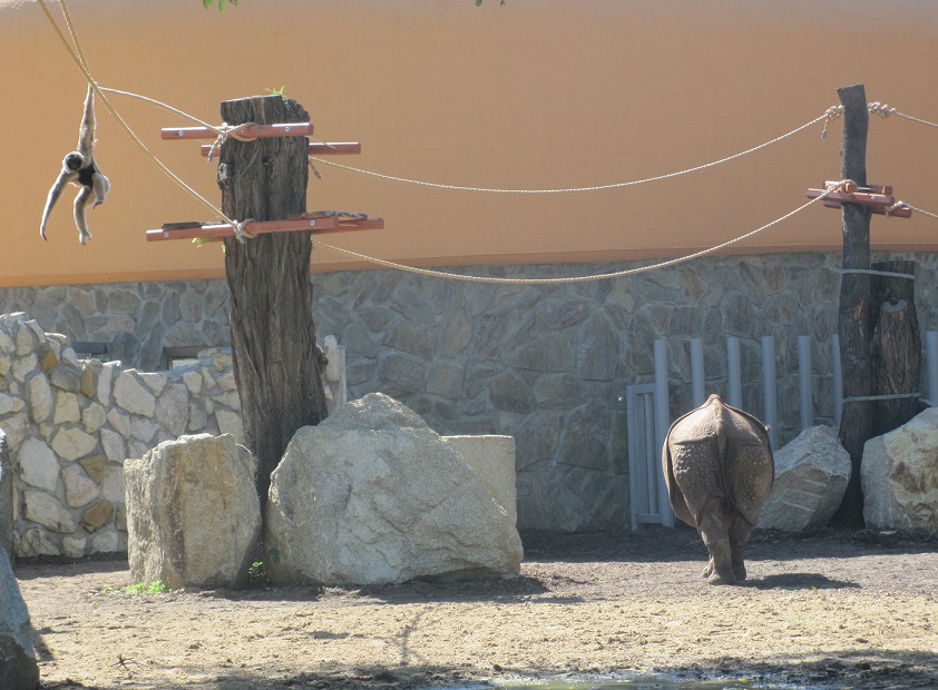 Pileated gibbon and Indian rhino
