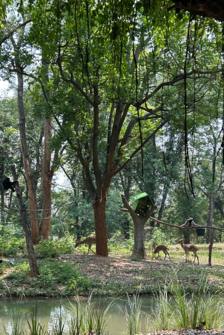 Pileated Gibbon and Thamin