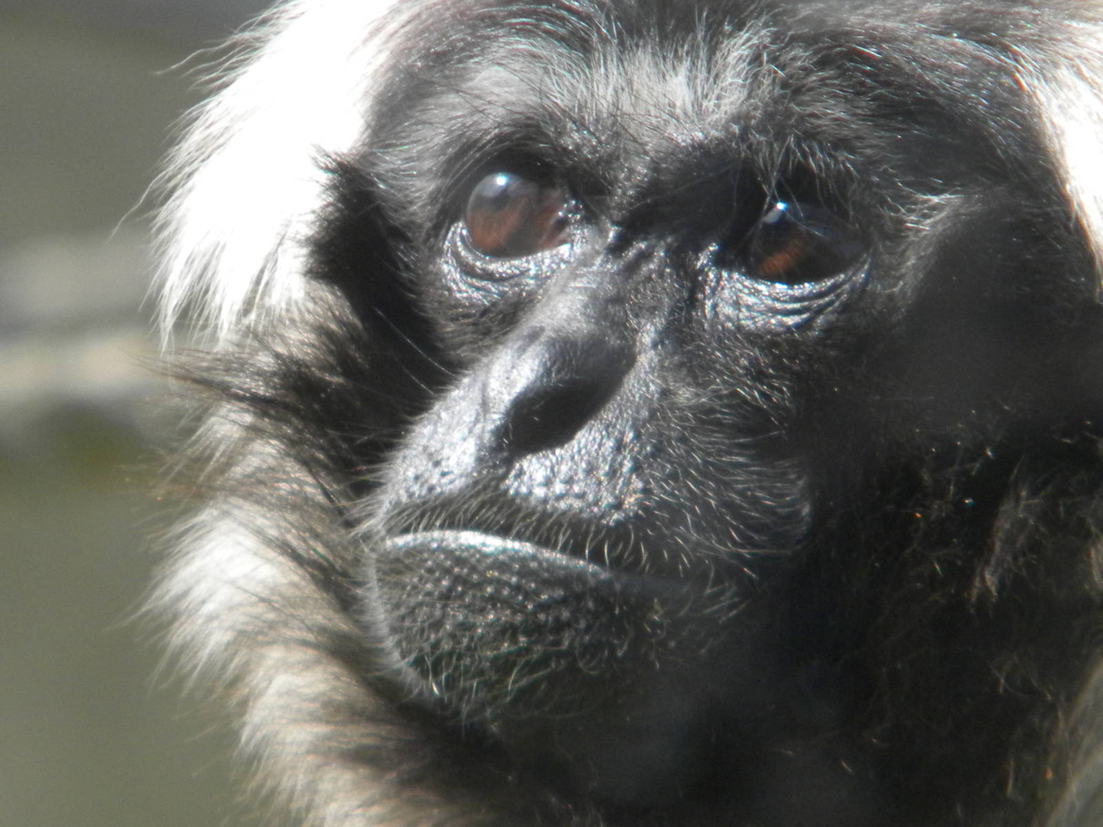 Pileated Gibbon at Blackpool Zoo 10th April 2011