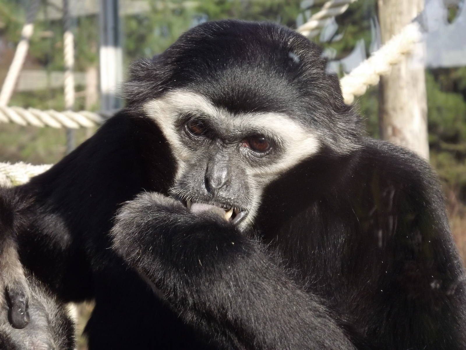 Pileated gibbon at Blackpool Zoo 15/01/12