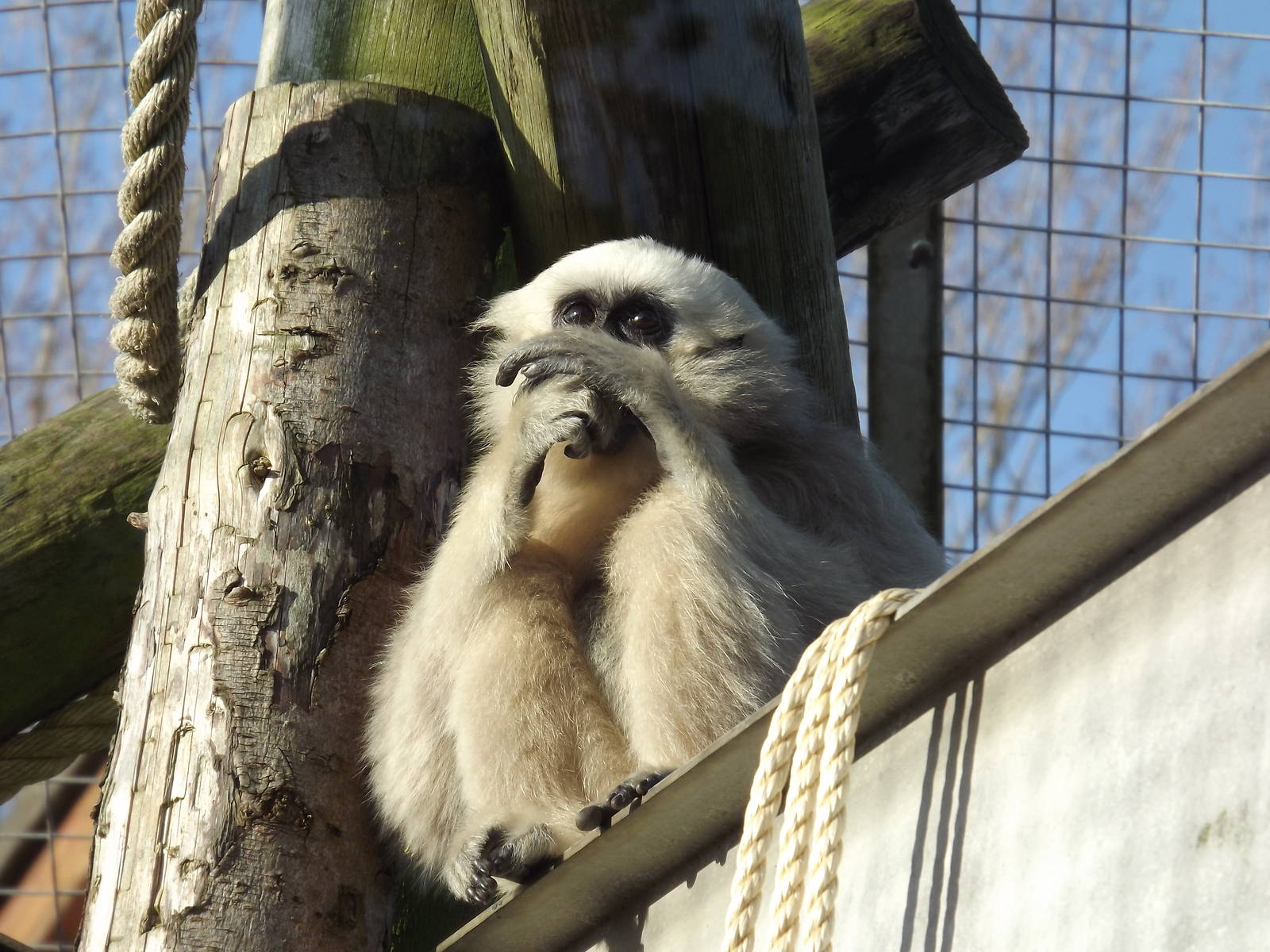 Pileated gibbon at Blackpool Zoo 15/01/12