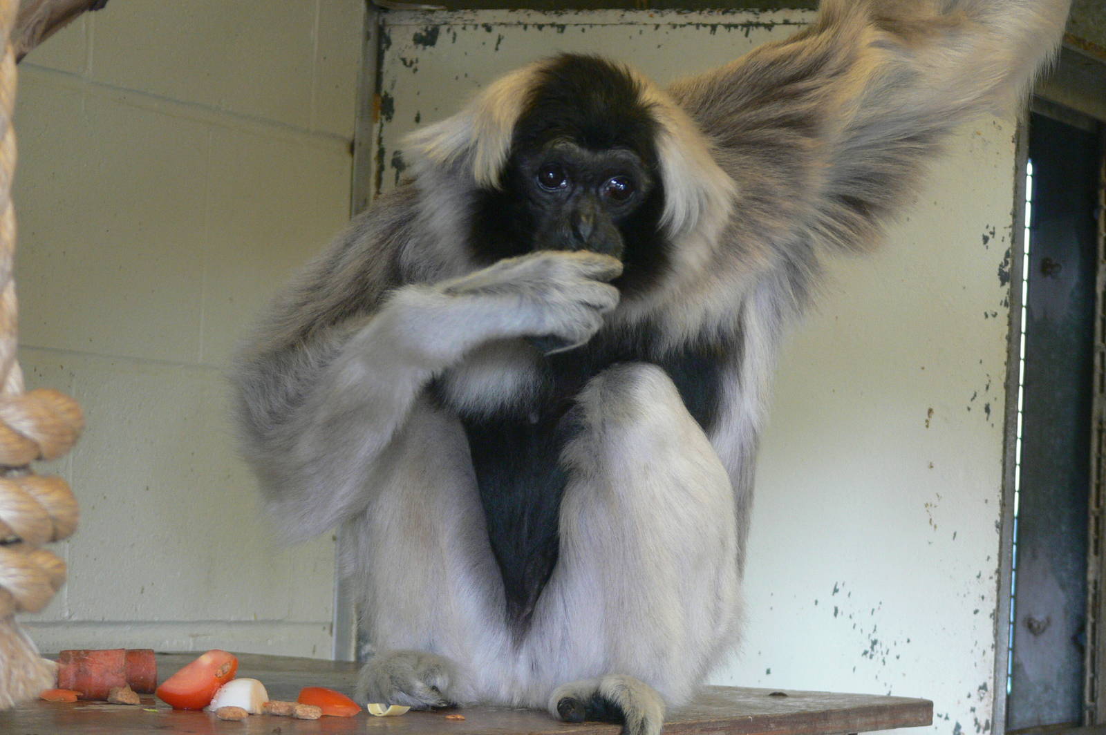 Pileated Gibbon at Blackpool Zoo, 15/01/15