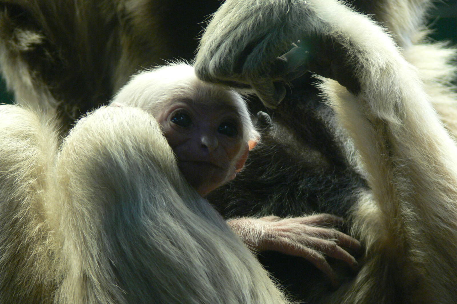 Pileated Gibbon at Blackpool Zoo, 24/12/14