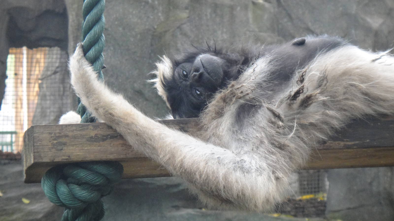 Pileated gibbon at Nanning zoo 2013-4-27