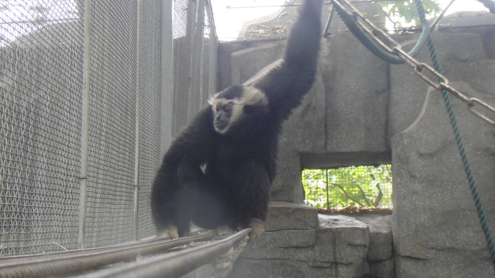 Pileated gibbon at Nanning zoo 2013-4-27