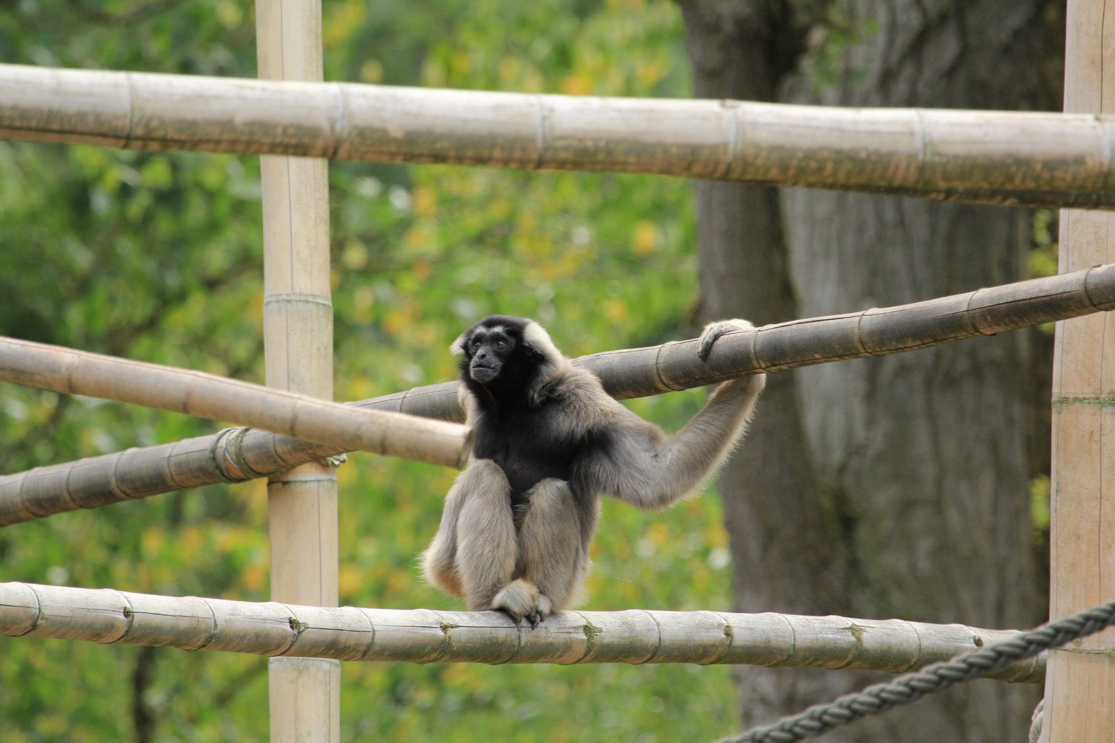 Pileated gibbon (August 2018)