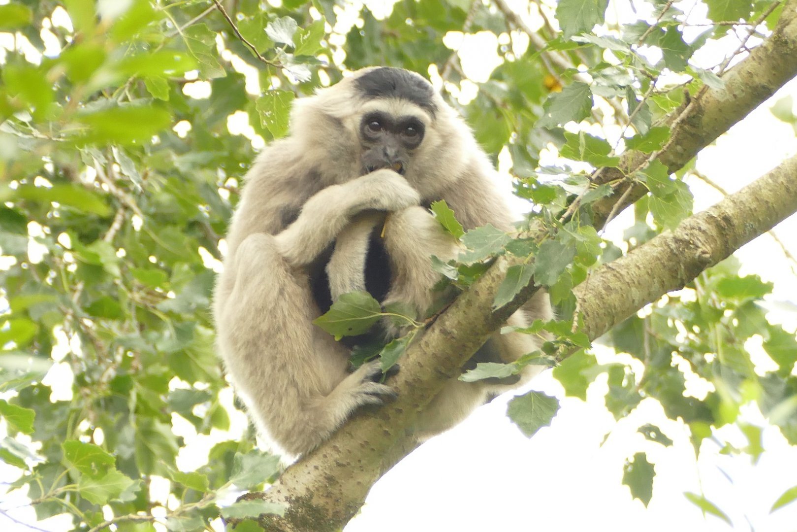 Pileated gibbon, August 2021