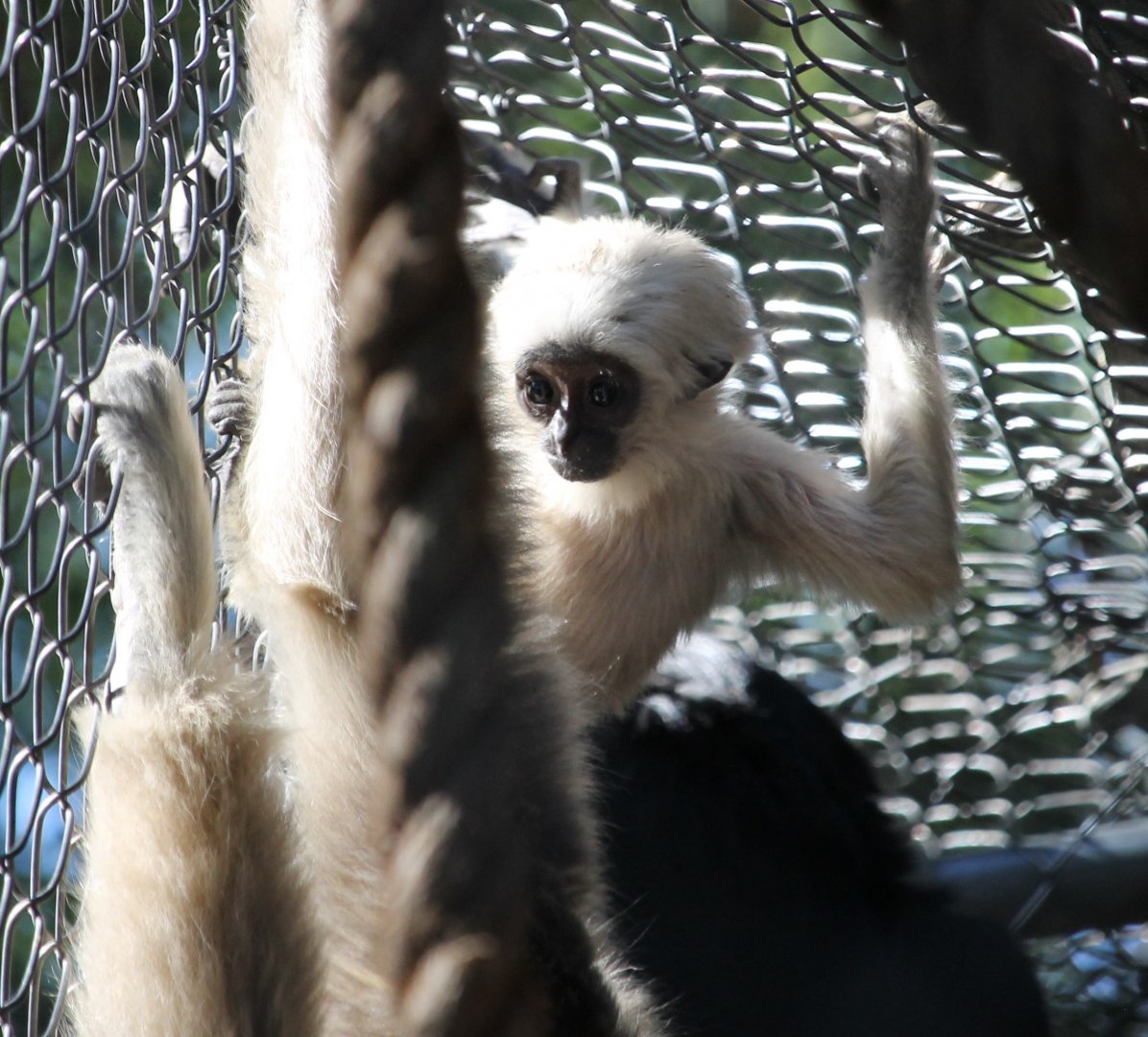 Pileated Gibbon Baby
