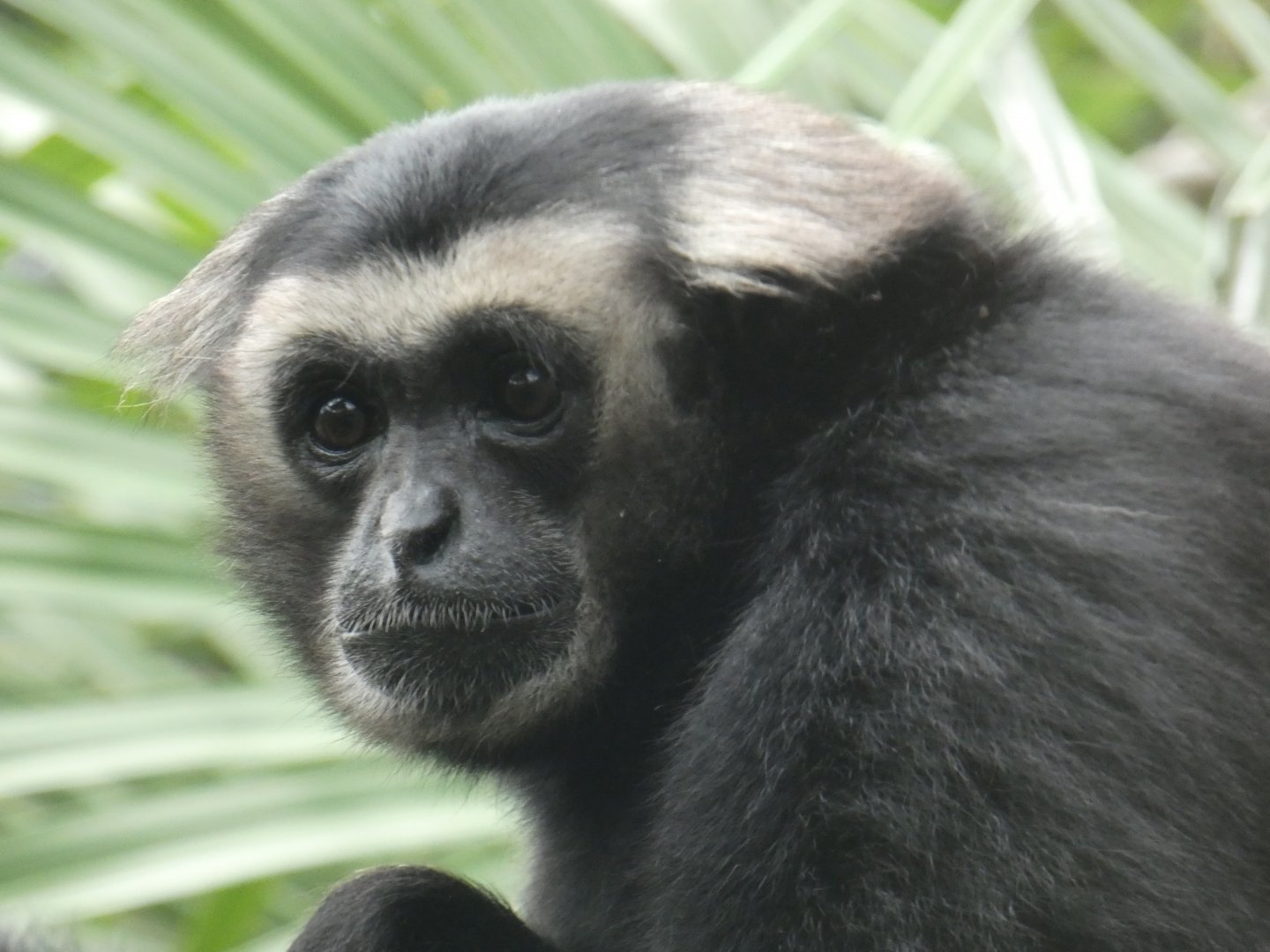 Pileated gibbon close-up