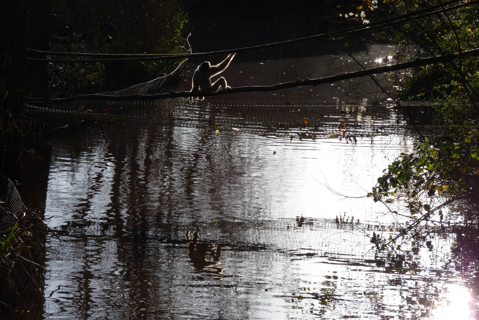 Pileated Gibbon, December 2014