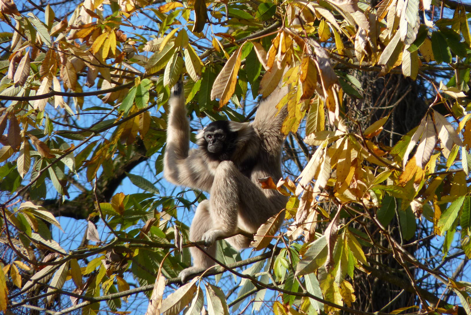 Pileated Gibbon, December 2014