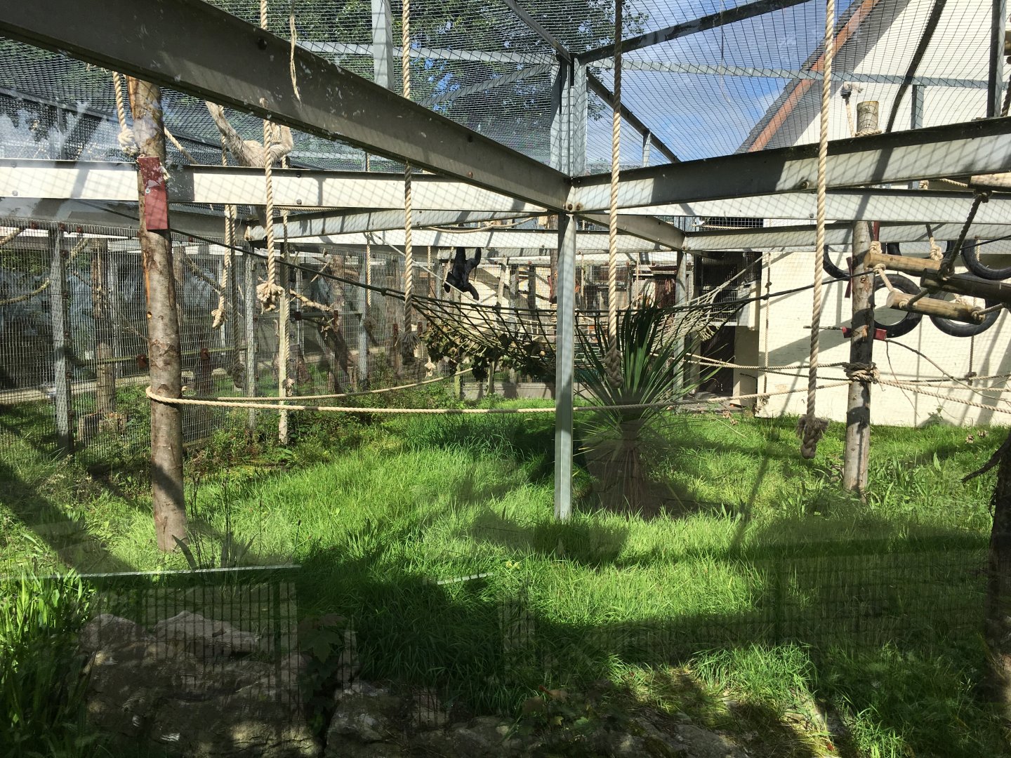 Pileated gibbon enclosure 040817