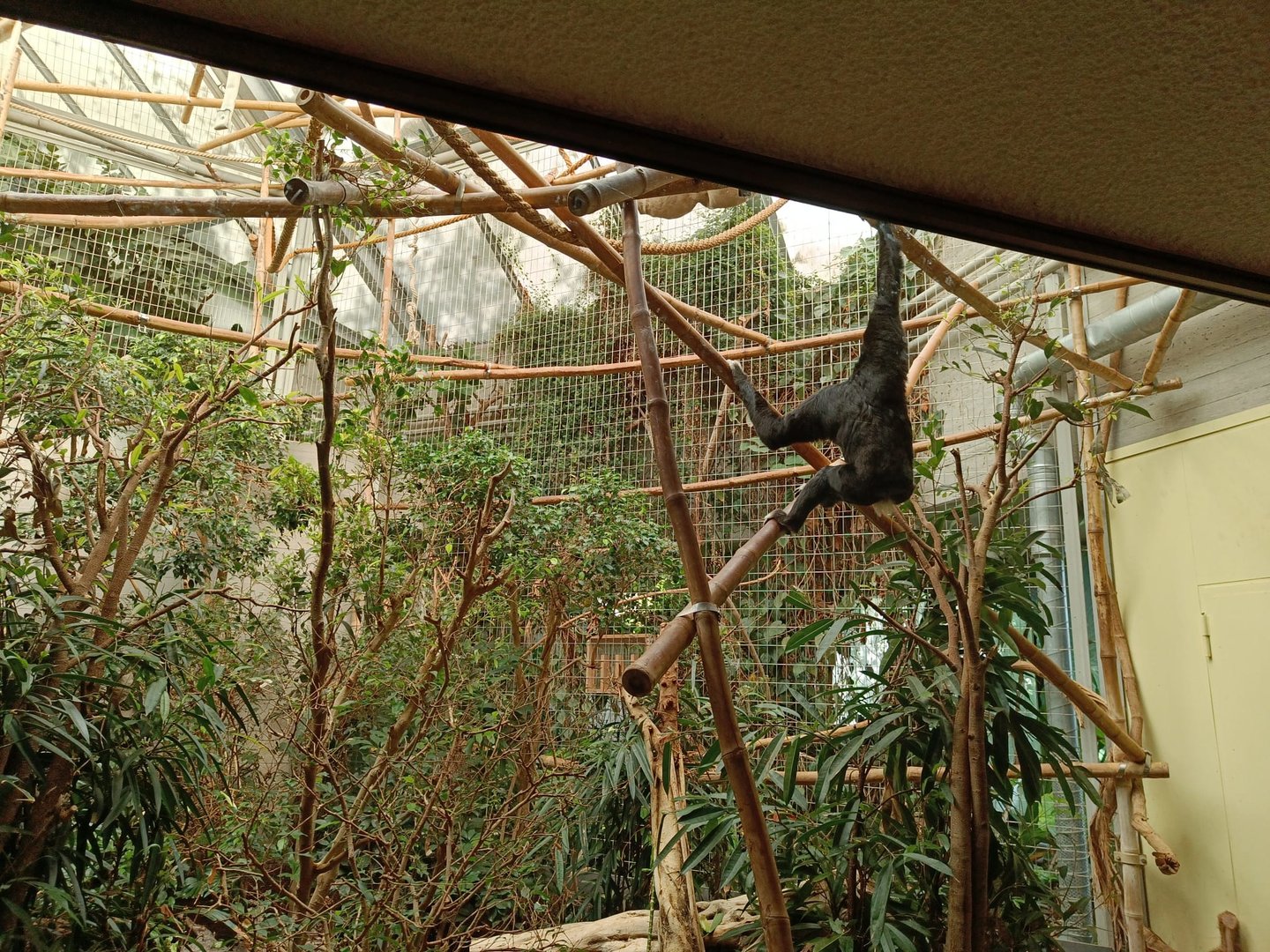 Pileated Gibbon enclosure