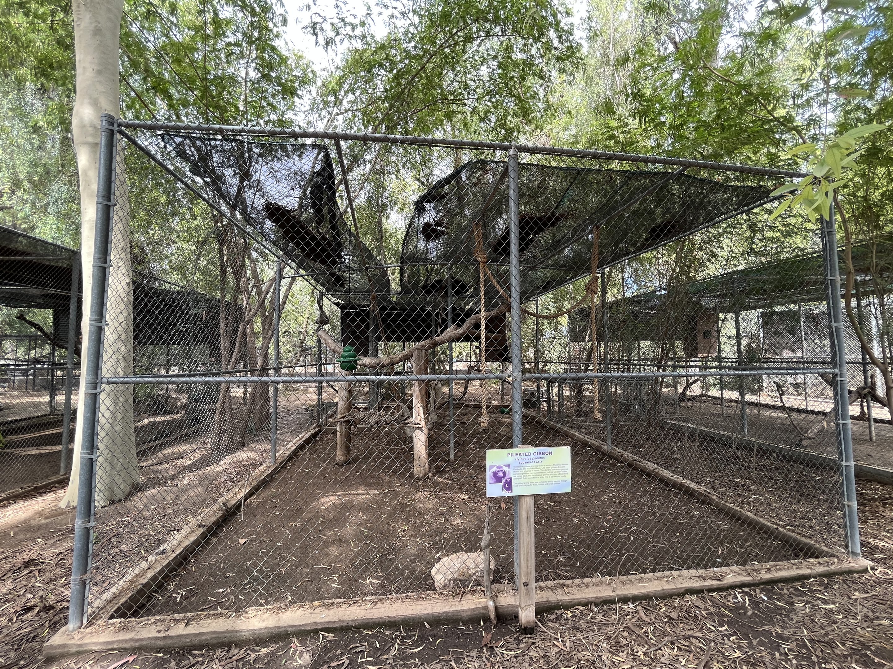 Pileated Gibbon Exhibit #1