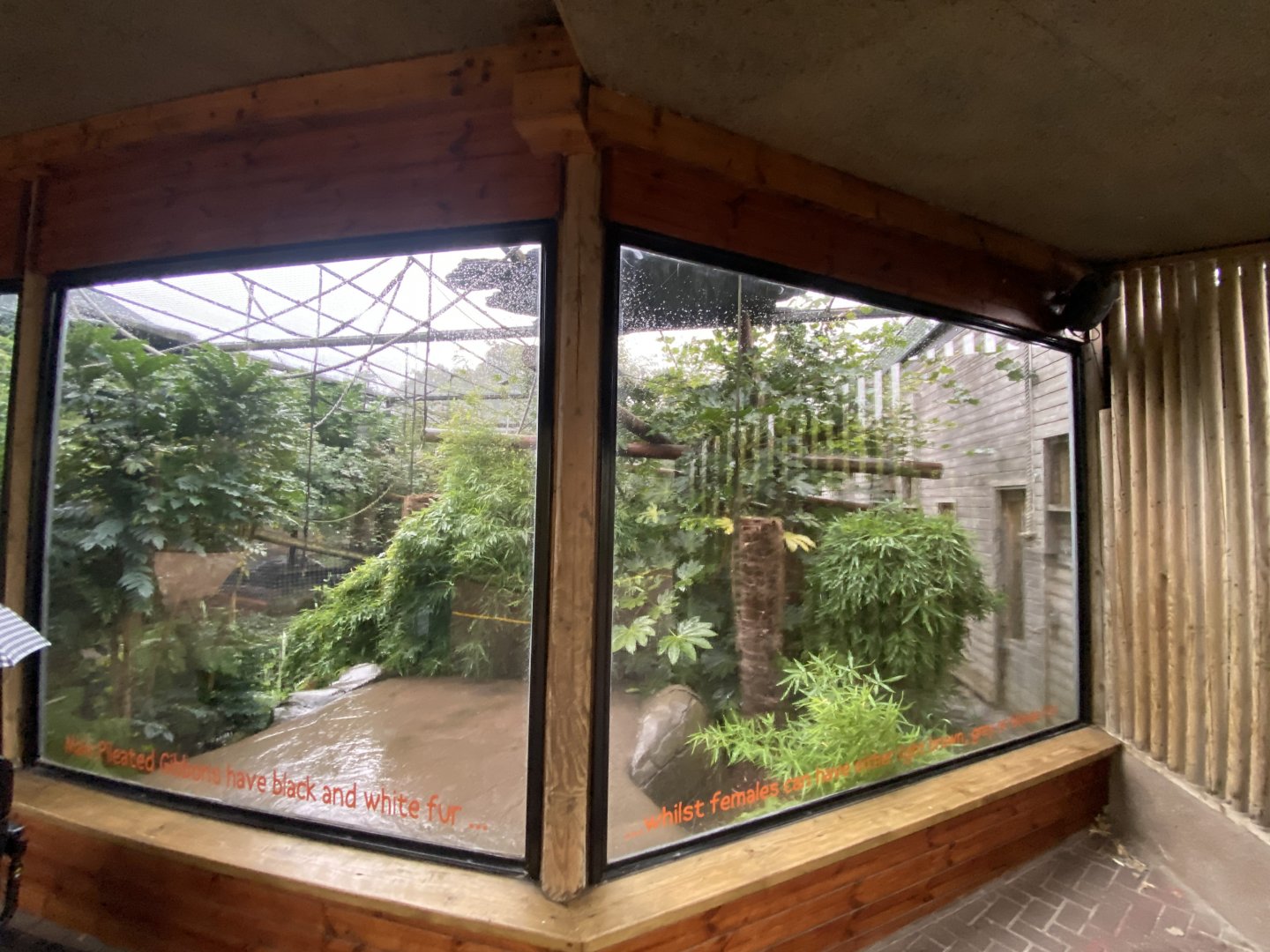 Pileated gibbon exhibit 110925