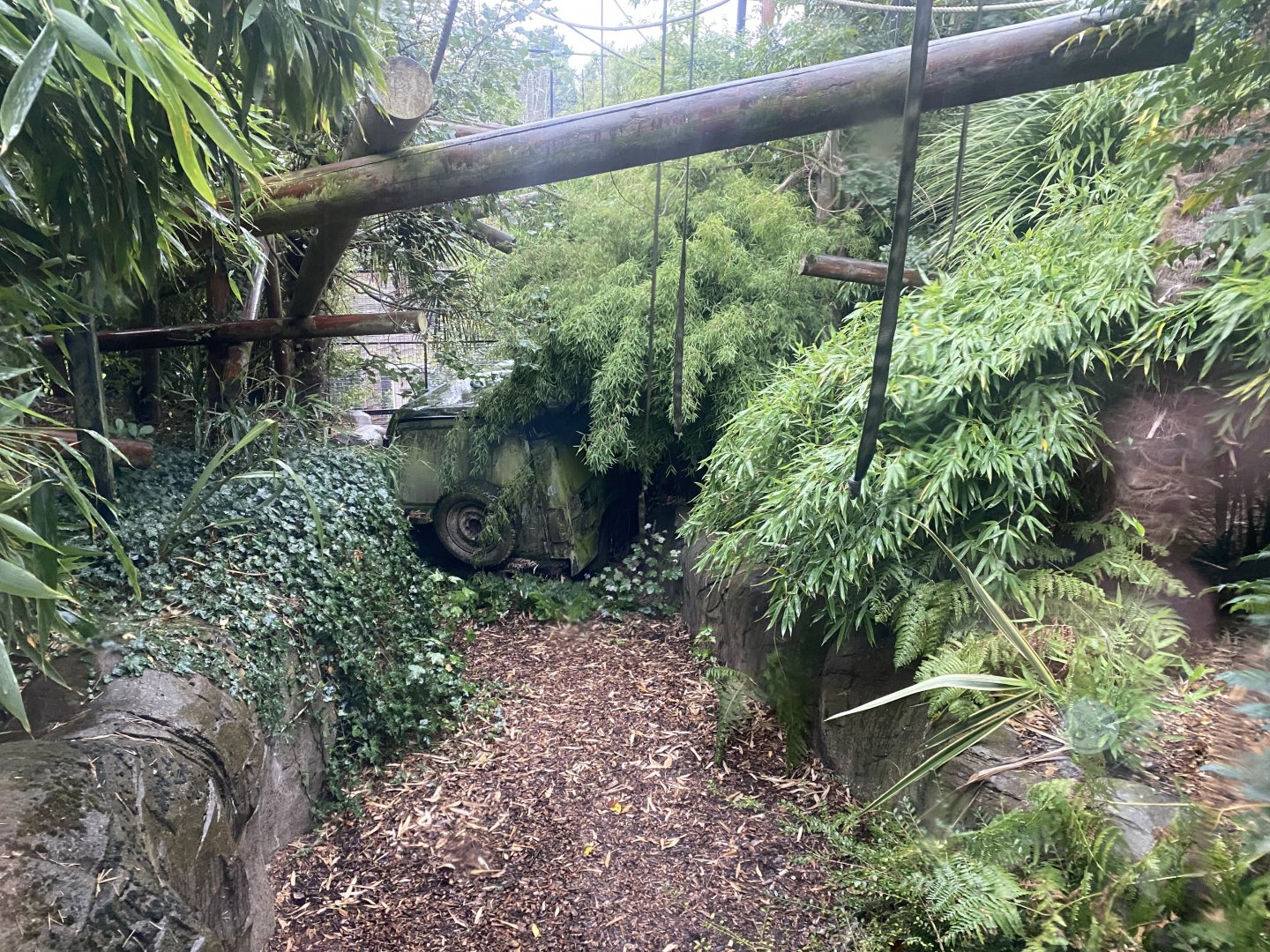 Pileated gibbon exhibit 110925