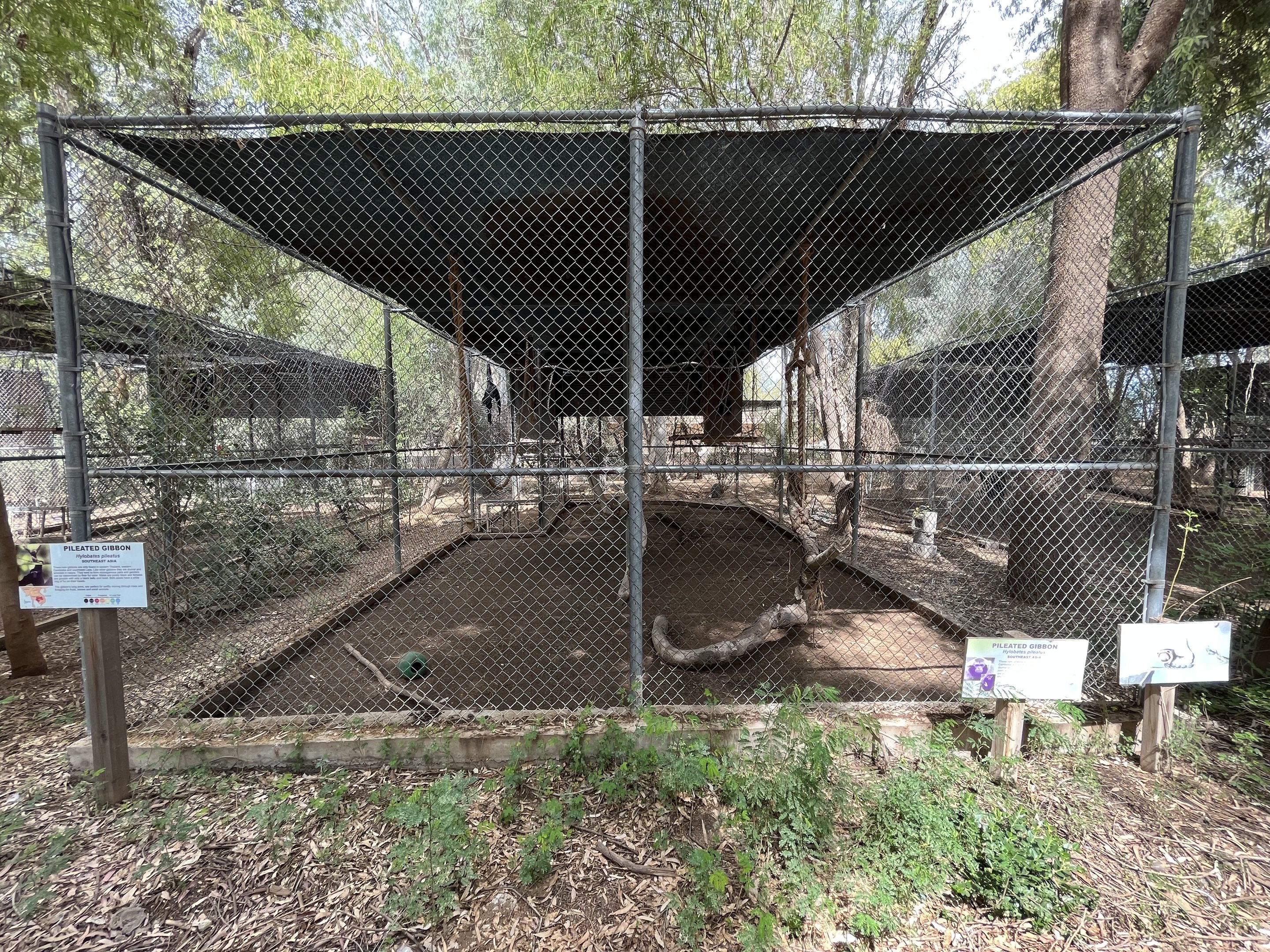 Pileated Gibbon Exhibit #2