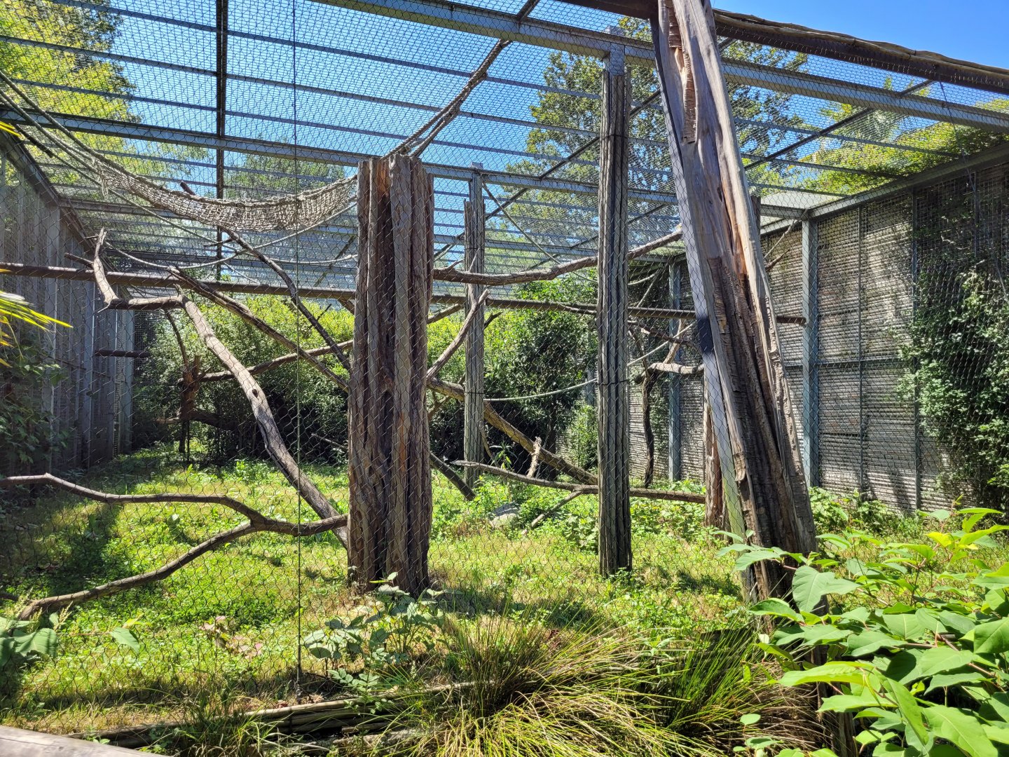 Pileated gibbon exhibit -Zoo d'Asson (2022)