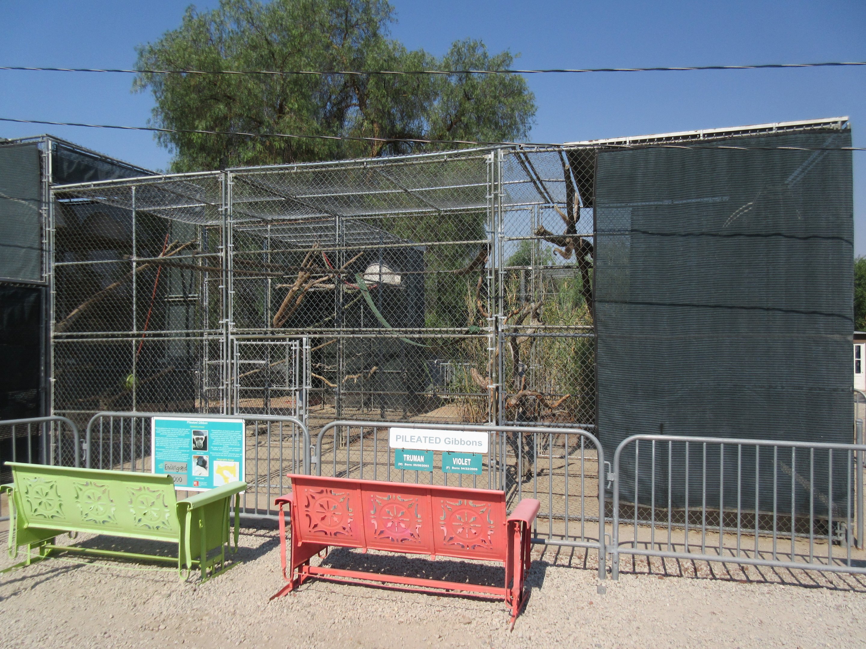 Pileated Gibbon Exhibit