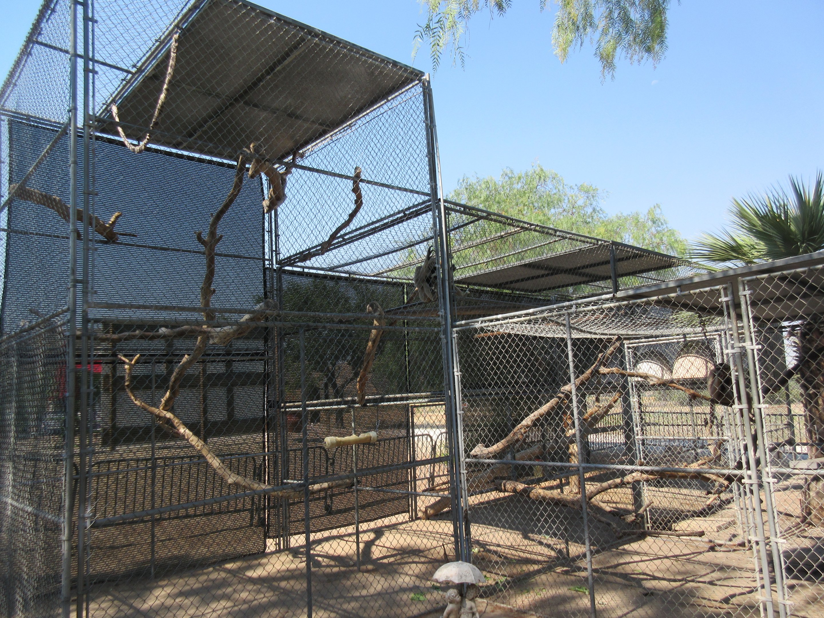 Pileated Gibbon Exhibit