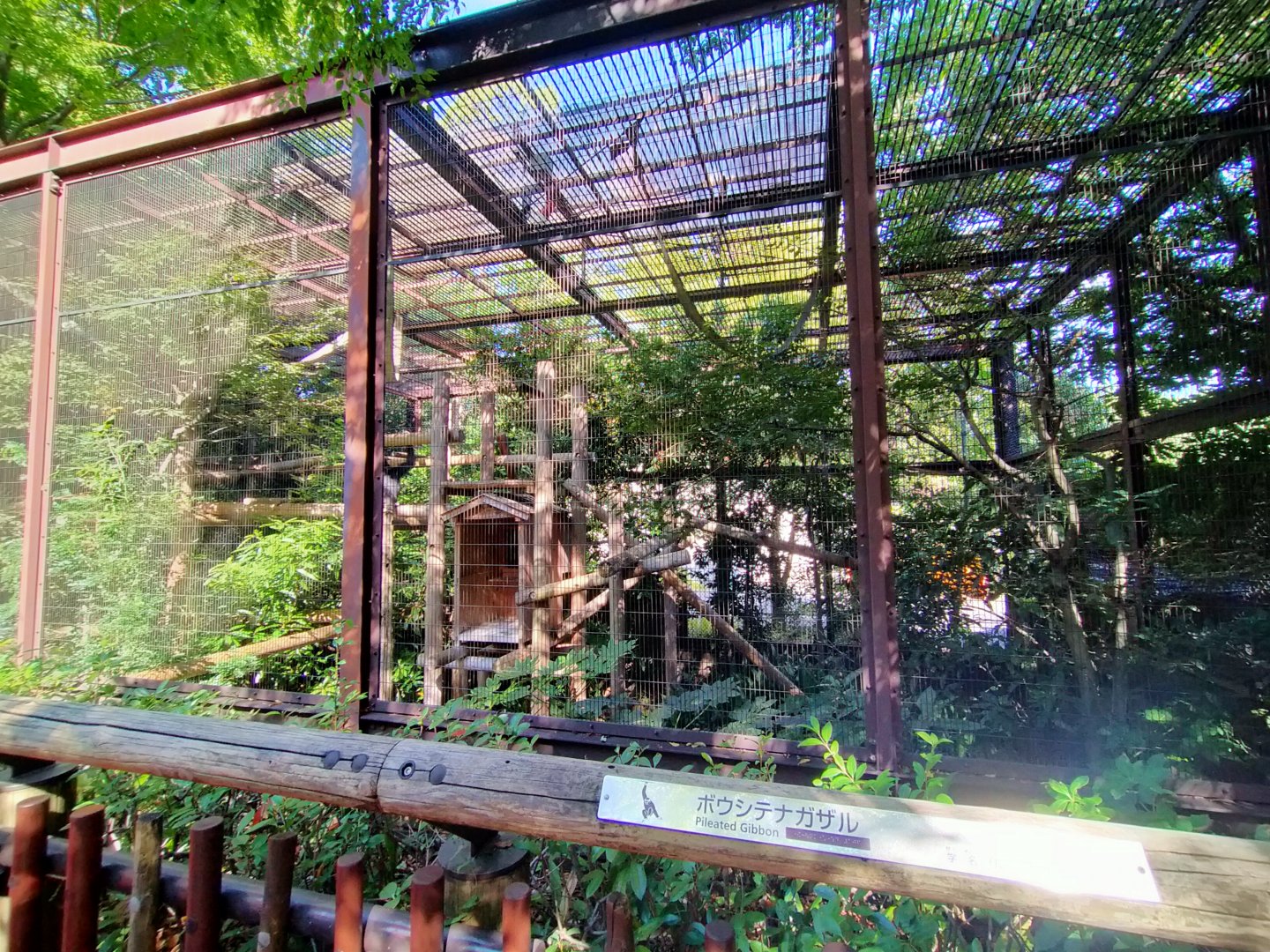 Pileated gibbon exhibit