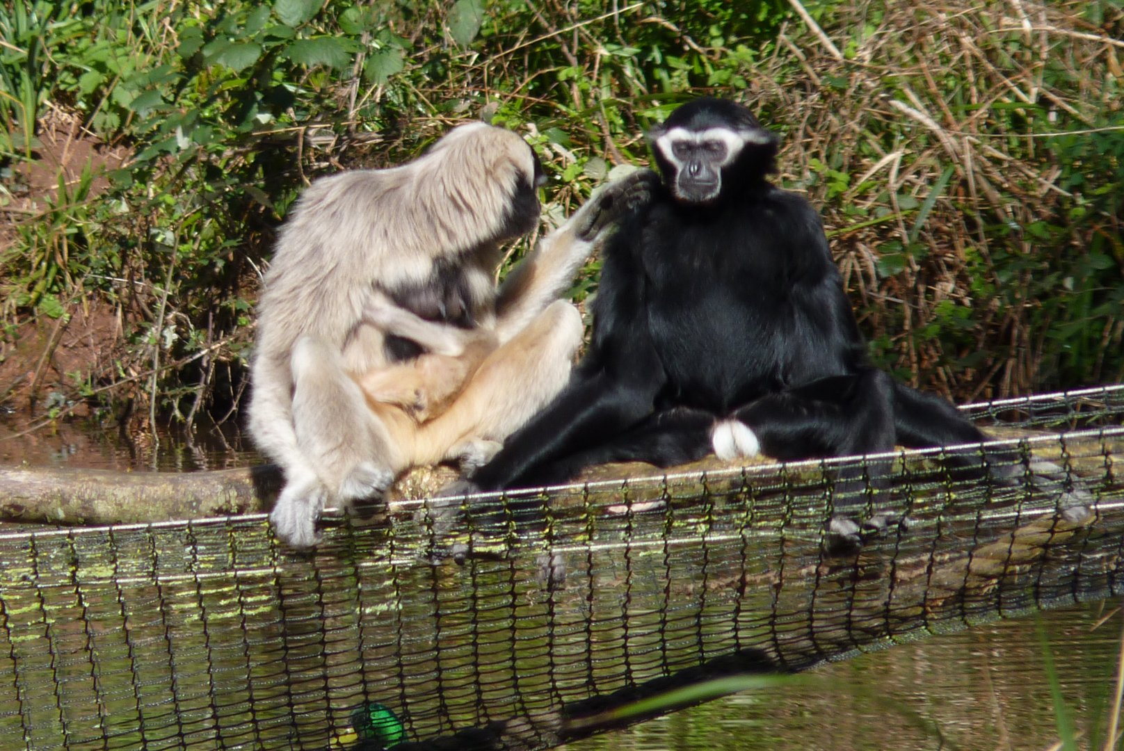 Pileated Gibbon family, March 2017
