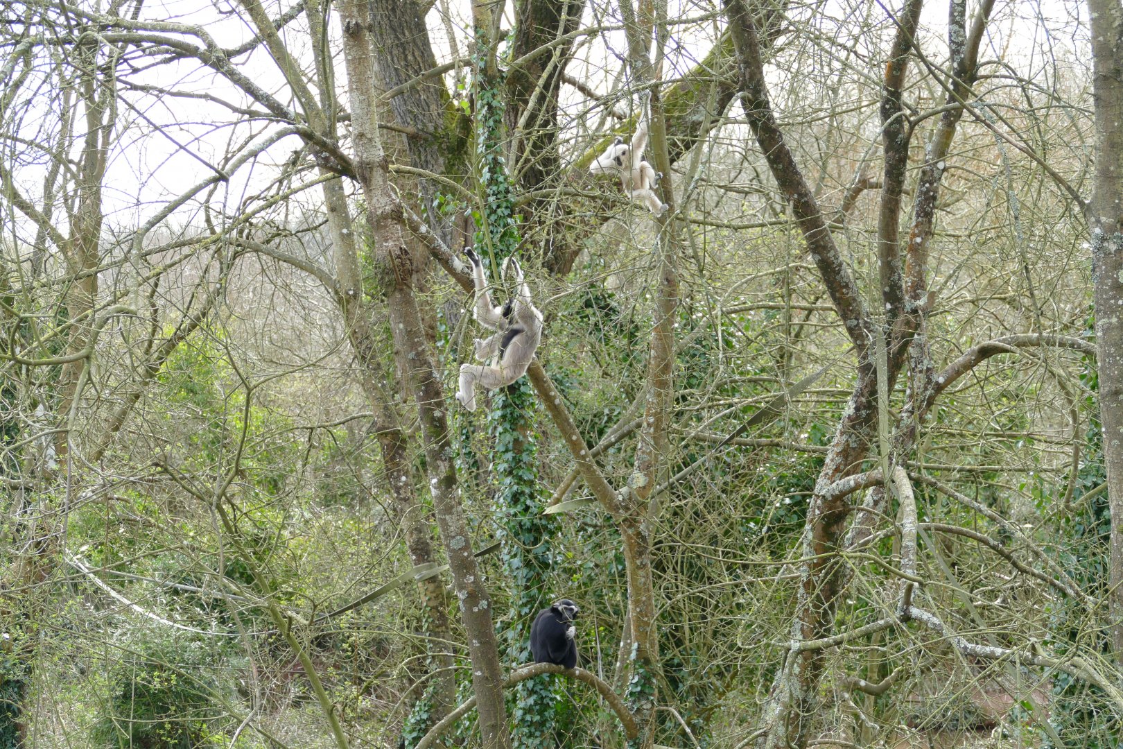 Pileated gibbon family, March 2018