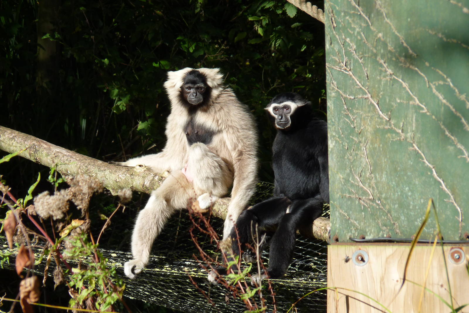 Pileated Gibbon family, September 2016