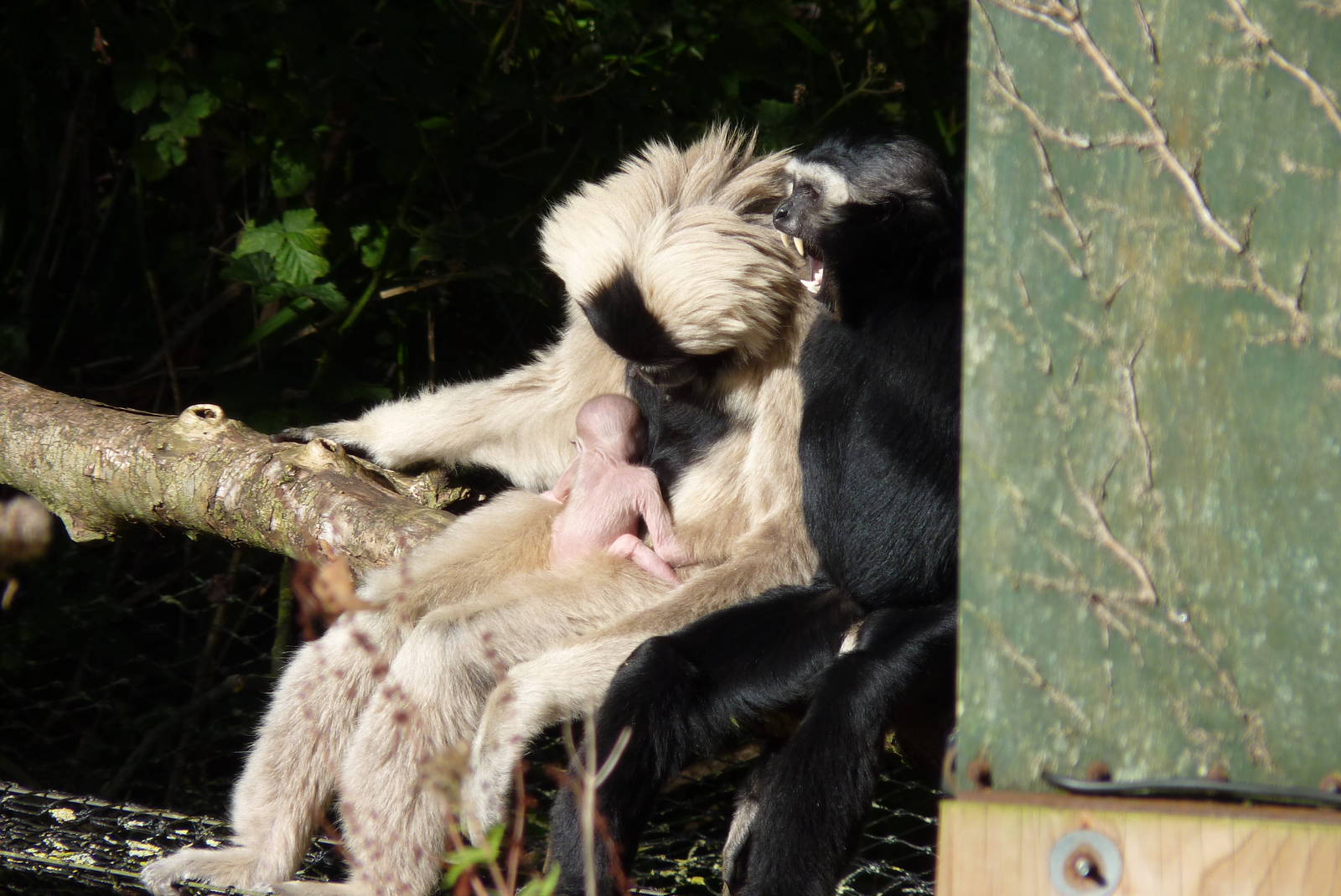 Pileated Gibbon family, September 2016