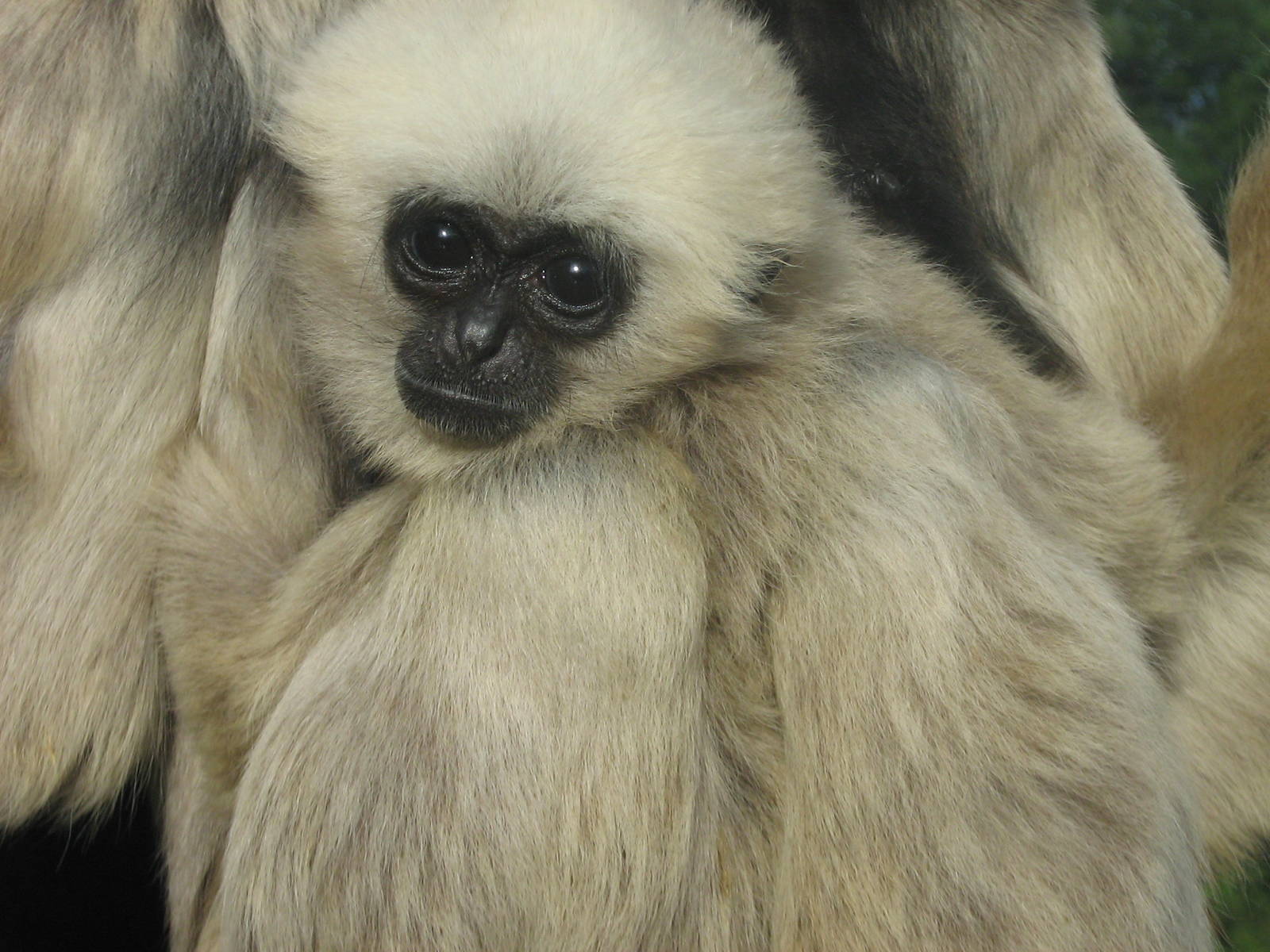Pileated Gibbon Female Baby
