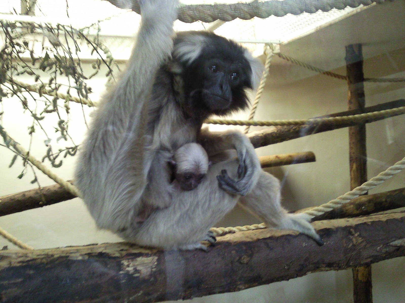 pileated gibbon female ivy and baby