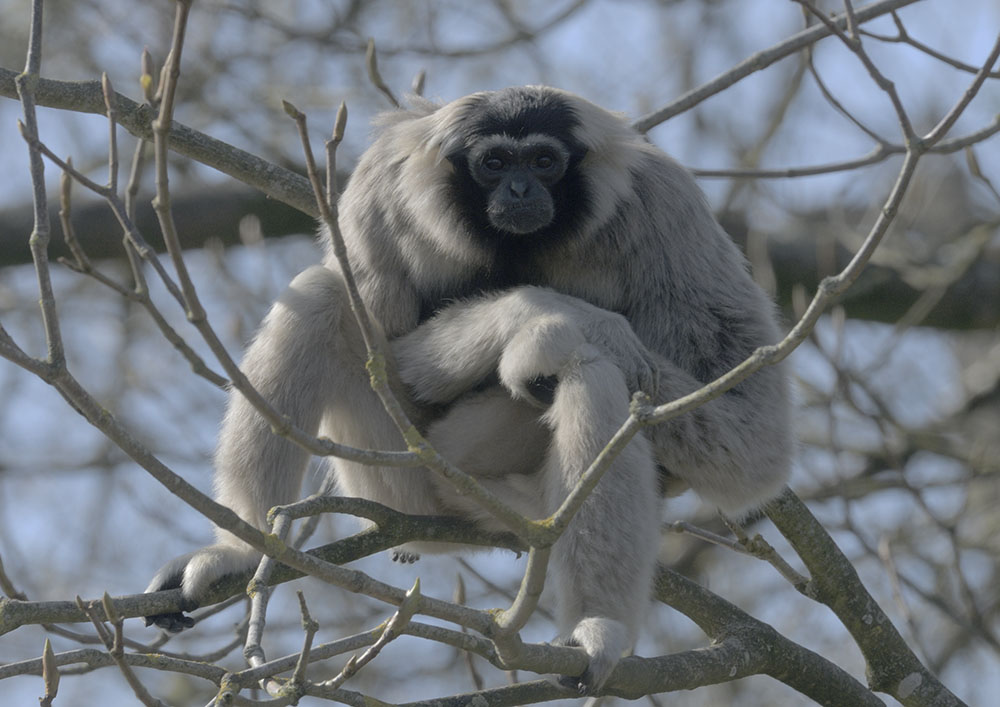 Pileated gibbon female